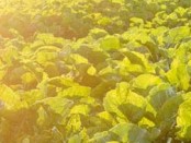 AVA Biochem teams-up with Michelin for biobased chemical applications