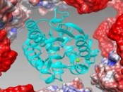 Chinese university develops biocatalysts for biodiesel production