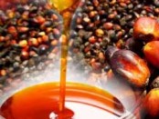 palm oil