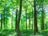 Green Deal: planting more trees in Europe to counter climate change