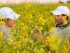 Nuseed and BP to accelerate market adoption of low-carbon biofuel feedstock