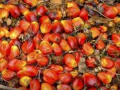 palm oil