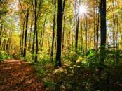 TRE/Mitsubishi Gas collaborate on bio-based green methanol production in Japan