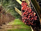 US tariff exemptions on Malaysian palm oil to aid in growth