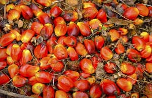 Demand for Malaysian palm oil to continue, minister