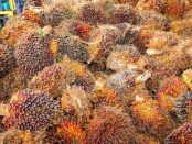 Indonesia to increase palm oil content of biodiesel starting end-July