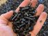 Tokuyama to produce black pellets in Japan; utilising Dutch tech