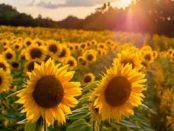 Corteva/BP in jv to develop crop-based biofuels