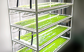 Mazda advances microalgae-based biodiesel towards practical use